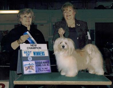 Everspring - The Home of Havanese and Bolognese Puppies Ontario,